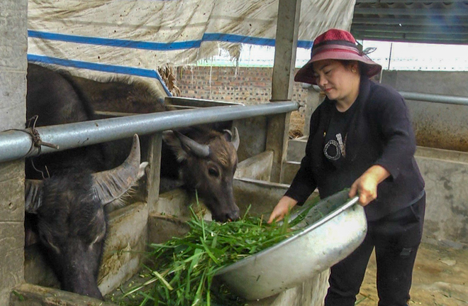 Trang trại chăn nuôi trâu, bò của gia đình chị Nguyễn Thị Hằng ở thôn Yên Thịnh, xã An Thịnh luôn bảo đảm sạch sẽ, vệ sinh môi trường