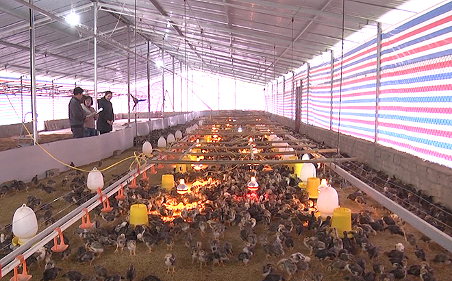 Huyện Trấn Yên hiện có 734 cơ sở chăn nuôi hàng hóa với quy mô lớn， góp phần nâng cao thu nhập cho người dân.