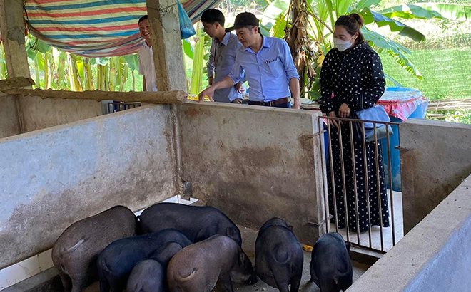 Cán bộ Trung tâm Dịch vụ, Hỗ trợ phát triển nông nghiệp huyện Văn Yên kiểm tra điều kiện vệ sinh thú y của các hộ chăn nuôi trên địa bàn.