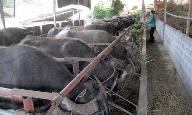 Chăn nuôi đại gia súc là một trong những giải pháp giúp người dân Văn Chấn phát triển kinh tế gia đình, xóa đói giảm nghèo bền vững.