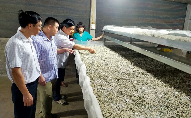 Cán bộ ngành nông nghiệp huyện Trấn Yên kiểm tra mô hình nuôi tằm bằng khay trượt.
