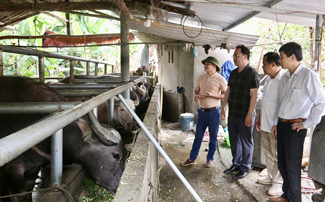 Lãnh đạo Hội Nông dân tỉnh kiểm tra hiệu quả mô hình chăn nuôi trâu của nông dân huyện Yên Bình.