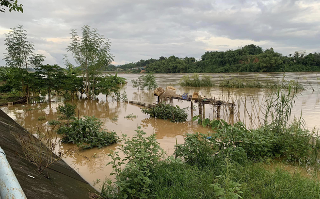 Mực nước sông Thao tại Yên Bái dâng cao gây ngập úng nhiều hoa màu của nhân dân. Chính quyền địa phương cảnh báo người dân tuyệt đối không được vớt củi, bắt cá ở những khu vực này. (Ảnh chụp sông Hồng lúc 17h ngày 28/9/2023)