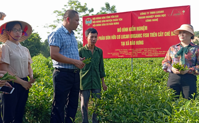 Lãnh đạo Hội Nông dân tỉnh và Công ty TNHH Lucavi kiểm tra mô hình khảo nghiệm phân bón hữu cơ trên cây chè tại xã Bảo Hưng, huyện Trấn Yên