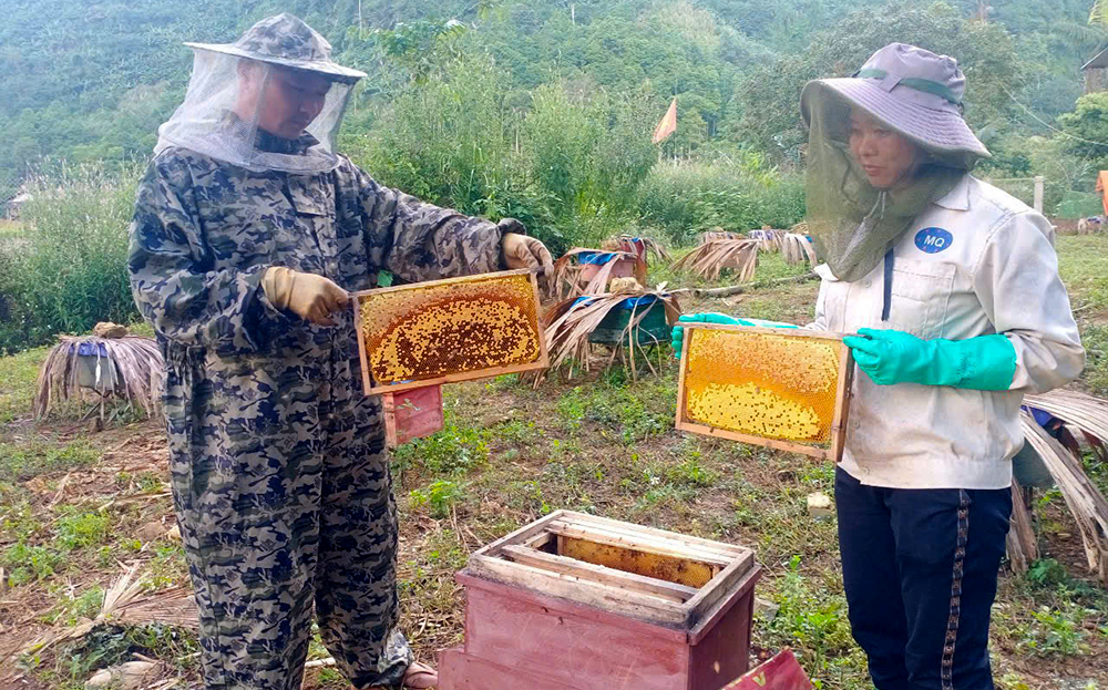 Mô hình nuôi ong lấy mật của người dân xã Thượng Bằng La, huyện Văn Chấn cho hiệu quả kinh tế cao.