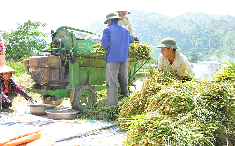 Nông dân xã Mỏ Vàng, huyện Văn Yên thu hoạch lúa.