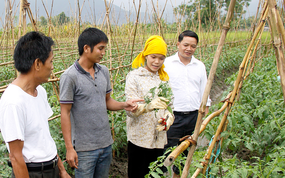 Nông dân thị xã Nghĩa Lộ ứng dụng tiến bộ khoa học, kỹ thuật vào sản xuất rau màu, góp phần tăng năng suất, chất lượng sản phẩm.