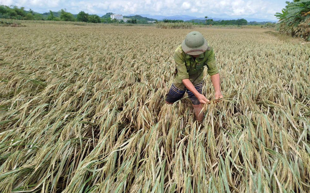 Nông dân xã Văn Phú, thành phố Yên Bái kiểm tra đồng ruộng để kịp thời khắc phục diện tích lúa sau bão lũ.