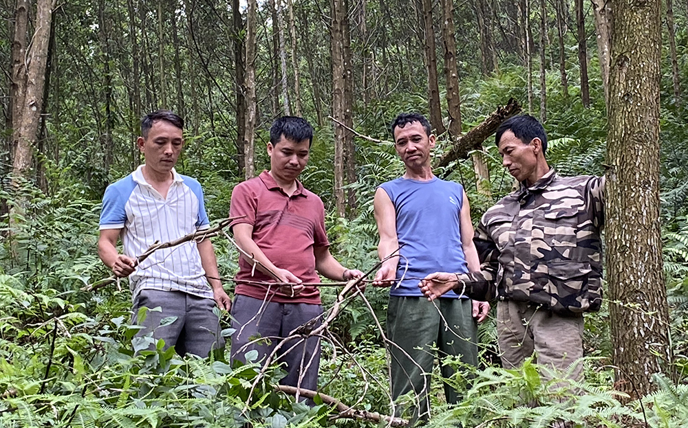 Diện tích 4 ha keo đã đến tuổi khai thác của gia đình anh Trần Văn An ở thôn Khe Bát, xã Lương Thịnh, huyện Trấn Yên một số cây bị sâu chết nhưng chưa bán được.