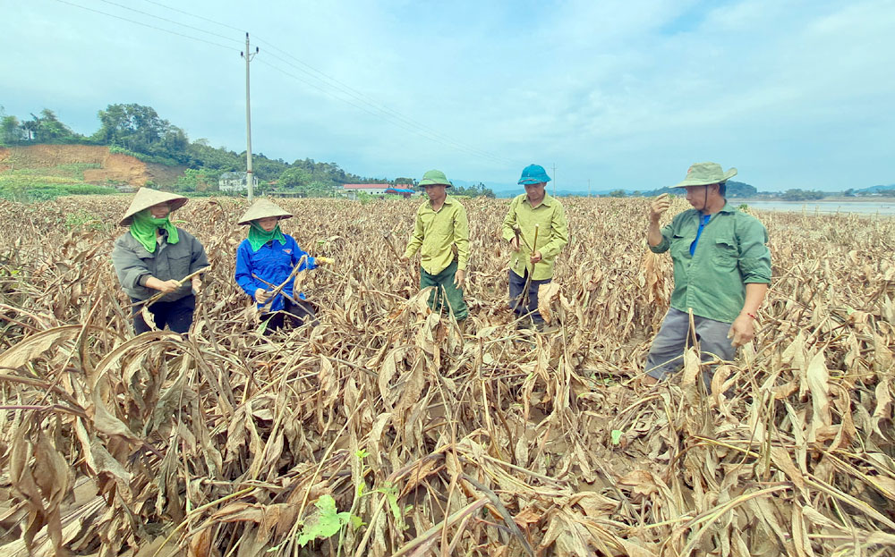 Lãnh đạo xã Quy Mông và bà con nông dân kiểm tra thiệt hại cây đao riềng. 
