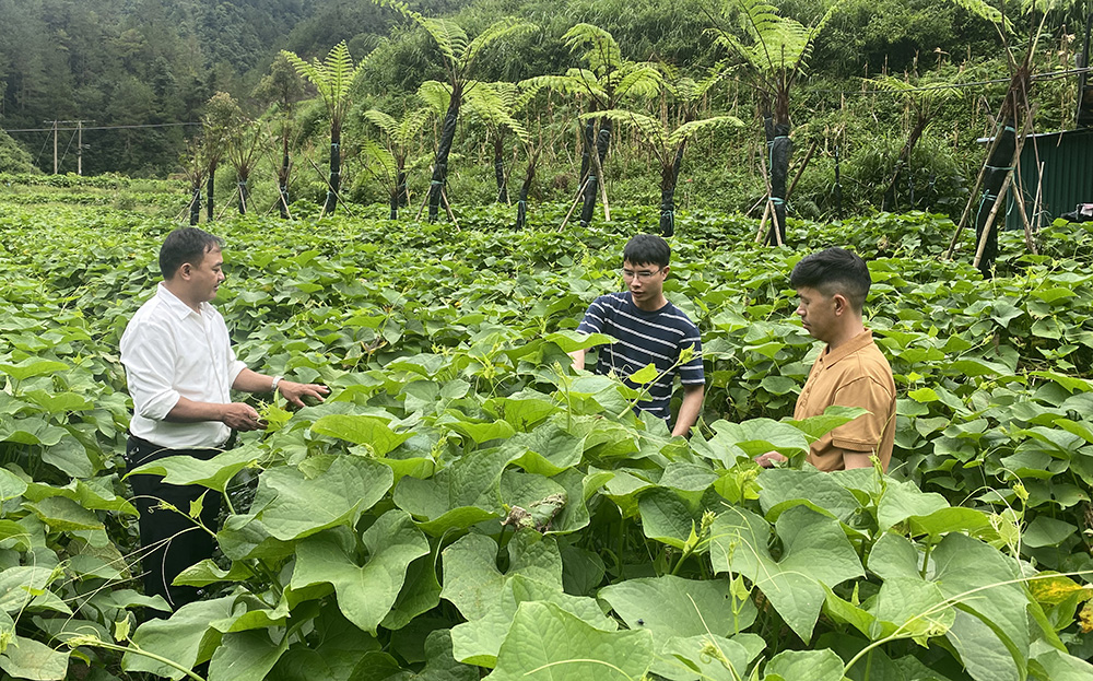 Mô hình trồng su su lấy ngọn của anh Bùi Tiến Toàn tại xã Púng Luông, huyện Mù Cang Chải đem lại thu nhập 800 triệu đồng/năm.