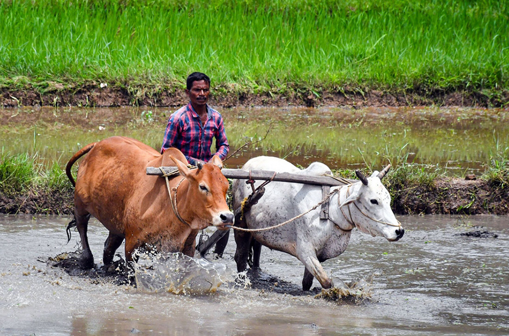 Một người nông dân tại bang Jharkhand, Ấn Độ cày bừa mảnh ruộng chuẩn bị cho việc gieo cấy lúa