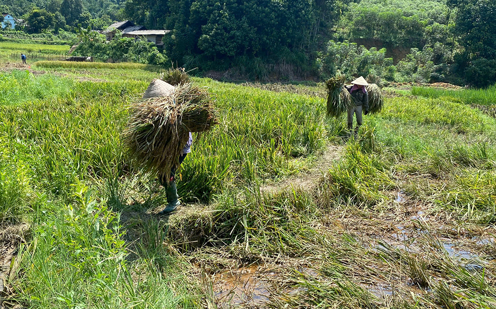 Gia đình bà Nguyễn Thị Nhâm, xã Yên Thái, huyện Văn Yên khẩn trương thu hoạch lúa bị gẫy đổ sau lũ để lấy đất trồng cây vụ đông.