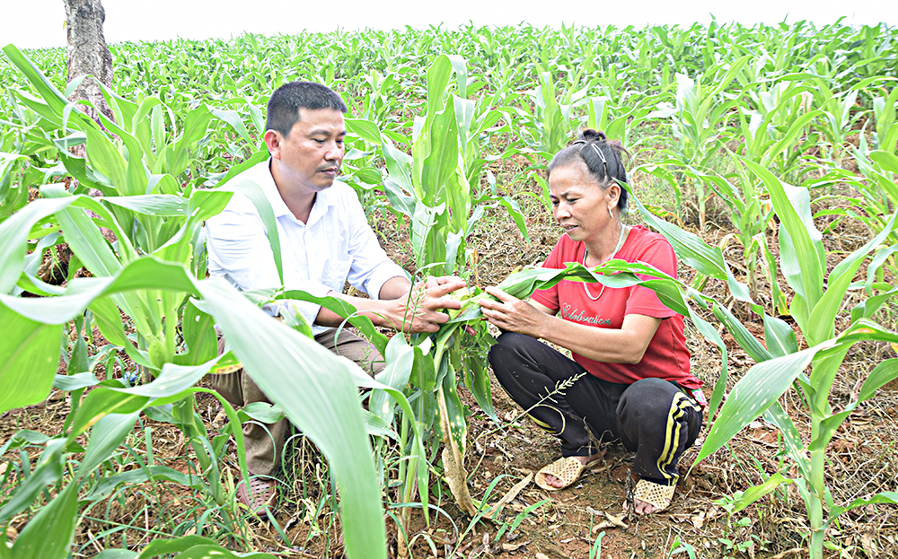 Viên chức Trung tâm Dịch vụ, Hỗ trợ phát triển nông nghiệp huyện Văn Chấn (bên trái) trao đổi với người dân về cách phòng trừ sâu keo mùa thu gây hại trên cây ngô.