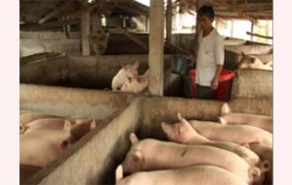 Yên Bình: Phát triển mạnh chăn nuôi lợn theo hướng hàng hóa