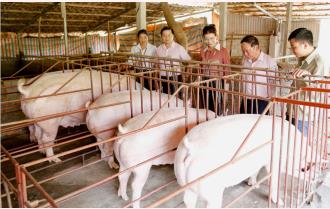 Giá lợn hơi tăng mạnh, người chăn nuôi vẫn dè dặt tái đàn