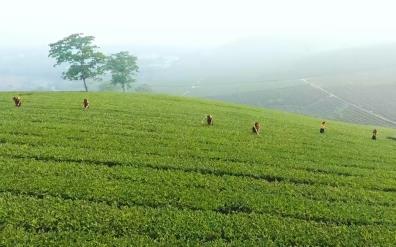 Yen Bai currently boasts over 7,440 hectares of tea cultivation, producing more than 69,000 tons annually.