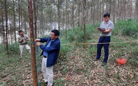 Staff from Cong ty TNHH mot thanh vien Thac Ba assessing forest productivity.