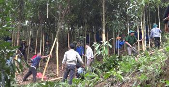 Cán bộ, đảng viên xã Nậm Mười giúp người dân thôn Làng Cò khai thác quế để hiến đất làm đường giao thông.