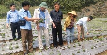 Lãnh đạo Liên minh HTX tỉnh thăm, kiểm tra mô hình trồng cây dược liệu tại HTX Lũng Lô, xã Thượng Bằng La, huyện Văn Chấn.