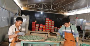 Sản xuất, chế biến chè tại Hợp tác xã Trà Shan tuyết Phình Hồ, huyện Trạm Tấu.