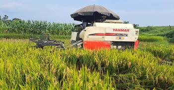Nông dân Trấn Yên áp dụng cơ giới hóa trong thu hoạch lúa.