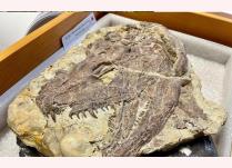 Chiếc đầu lâu quái thú được khai quật ở Iowa - Ảnh: BẢO TÀNG FIELD