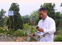 Y sĩ Trần Văn Điền chăm sóc vườn thuốc nam tại Trạm y tế xã Đông Cuông.