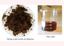Sản phẩm đường (trái) và dầu cà phê ở dạng thô do nhóm điều chế từ bã cà phê.