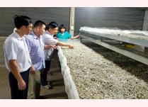 Cán bộ ngành nông nghiệp huyện Trấn Yên kiểm tra mô hình nuôi tằm bằng khay trượt.