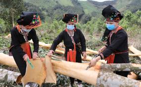 Giá trị từ cây quế mỗi năm thu về cho người dân huyện Văn Yên khoảng 500 tỷ đồng. (Ảnh: Thanh Miền)