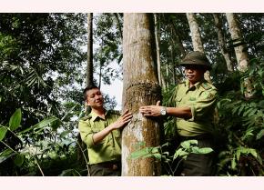 The development of large timber forests has raised the income of forest growers by more than two folds compared to the cultivation of paper materials.