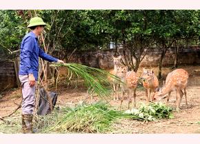 Nguyen Xuan Trien, a resident of Hung Thinh, invests in raising sika deer for velvet antler sales.