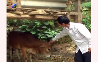 Trạm Tấu: Gần 900 hộ có đàn gia súc từ 5 - 30 con