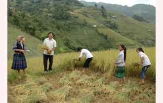 Mù Cang Chải tích cực thu hoạch lúa vụ mùa