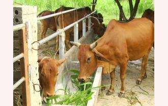 Văn Yên tập trung phát triển chăn nuôi đại gia súc
