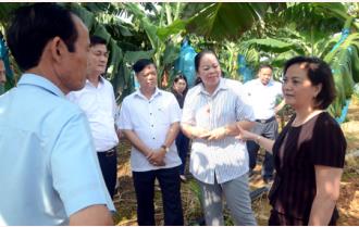 Bí thư Tỉnh ủy Phạm Thị Thanh Trà tham quan mô hình cung ứng, xuất khẩu chuối tại tỉnh Lào Cai

