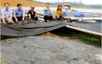 Yên Bình: Hiệu quả từ nuôi cá eo ngách trên hồ
