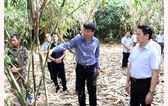 Chủ tịch UBND tỉnh Trần Huy Tuấn kiểm tra các mô hình phát triển kinh tế tại huyện Văn Yên