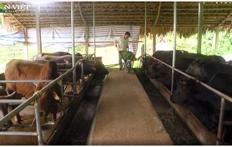 Nông dân nuôi trâu, bò ở Yên Bái gặp khó vì giá giảm chỉ còn một nửa