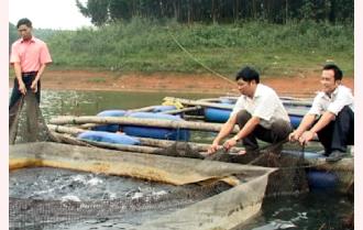 Yên Bình đẩy mạnh chăn nuôi thủy sản trên hồ Thác Bà