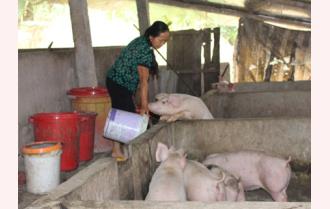 Phúc An nhân rộng mô hình nuôi lợn ủ chua
