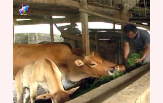 Trạm Tấu tập trung phòng chống rét và dịch bệnh cho đàn gia súc