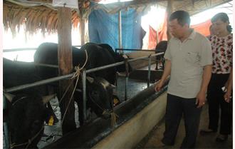 Hiệu quả mô hình nuôi bò BBB ở Yên Bái