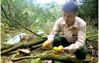 Lục Yên: Nhiều diện tích cây ăn quả chết do bệnh vàng lá thối rễ