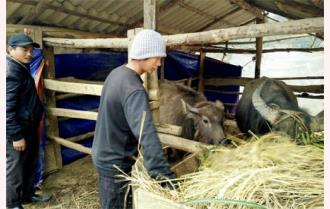 Trạm Tấu chủ động phòng chống đói, rét cho đàn gia súc