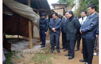 Chủ tịch UBND tỉnh Phạm Duy Cường kiểm tra công tác phòng, chống dịch  lở mồm long móng tại huyện Trạm Tấu