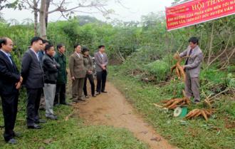 Tìm ra công thức phân viên nén tối ưu cho cây sắn trên đất dốc ở Văn Yên