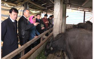 Thứ trưởng Bộ Nông nghiệp và Phát triển nông thôn Phùng Đức Tiến kiểm tra công tác phòng, chống đói, rét cho gia súc tại Yên Bái