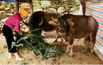 Trạm Tấu chủ động phòng, chống đói rét cho đàn gia súc